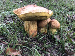 Boletus luridellus