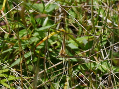 Argyrophenga antipodum