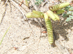 Prosopis strombulifera