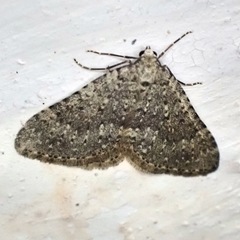 Colostygia multistrigaria