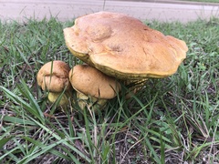 Boletus luridellus