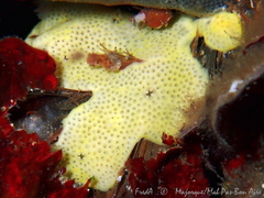 Polysyncraton bilobatum