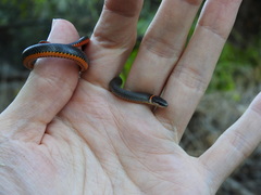 Diadophis punctatus punctatus