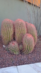 Ferocactus pilosus