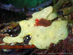 Polysyncraton bilobatum