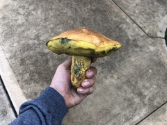 Boletus luridellus