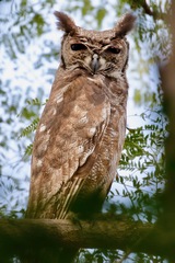 Bubo cinerascens