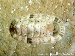 Rhyssoplax olivacea