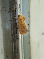 Cirrhophanus triangulifer