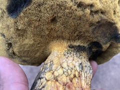 Boletus luridellus
