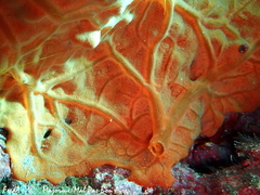 Spirastrella cunctatrix