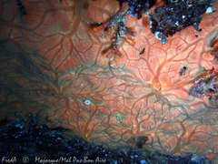 Spirastrella cunctatrix