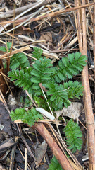 Agrimonia parviflora