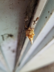 Cirrhophanus triangulifer