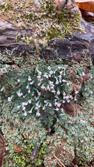 Cladonia peziziformis