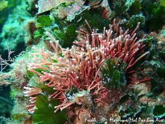 Tricleocarpa fragilis