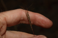 Bothriochloa decipiens