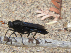 Mydidae