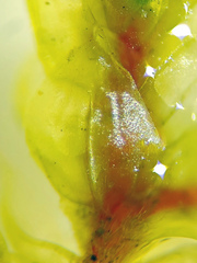 Hylocomiastrum umbratum