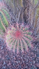 Ferocactus pilosus