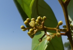 Cryptocarya wightiana