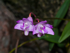 Dendrobium kingianum