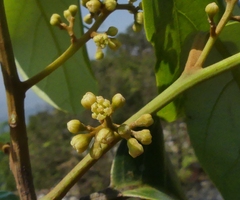 Cryptocarya wightiana