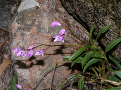 Dendrobium kingianum