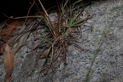 Bothriochloa decipiens