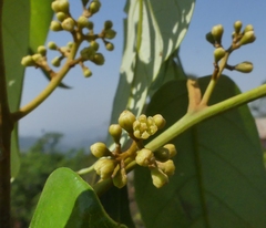 Cryptocarya wightiana