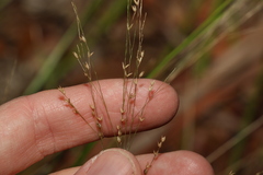 Panicum simile