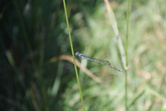 Austrolestes colensonis