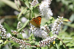 Lycaena 'canterbury common copper'
