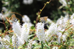 Lycaena 'canterbury common copper'