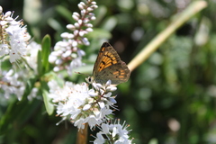 Lycaena 'canterbury common copper'