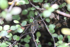 Hydriomena deltoidata