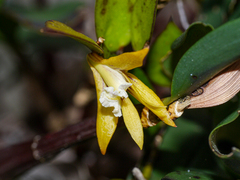 Dendrobium pugioniforme