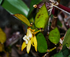 Dendrobium pugioniforme