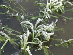 Tephroseris palustris