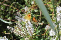 Lycaena 'canterbury common copper'