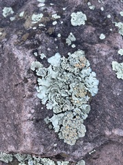 Rhizoplaca chrysoleuca