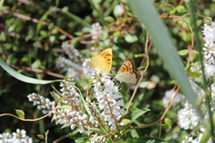 Lycaena 'canterbury common copper'