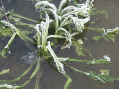 Tephroseris palustris