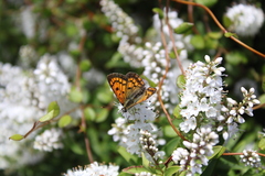 Lycaena 'canterbury common copper'