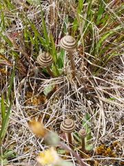 Entoloma perzonatum