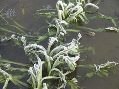 Tephroseris palustris