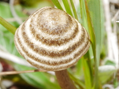 Entoloma perzonatum