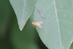 Neogriphoneura