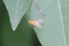 Neogriphoneura