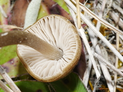 Entoloma perzonatum